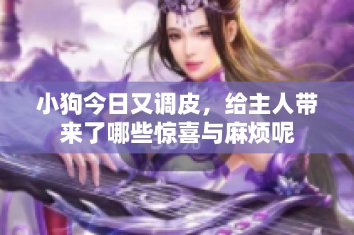 小狗今日又调皮，给主人带来了哪些惊喜与麻烦呢